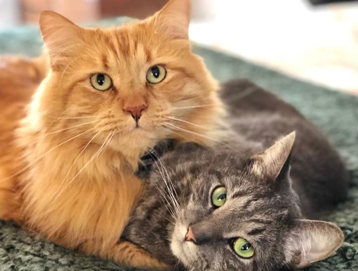 Spay & Neuter Procedures