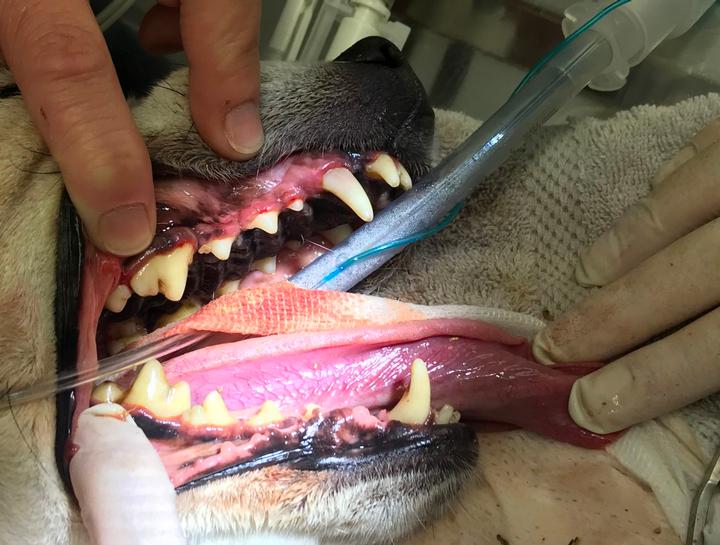 Dental Surgery