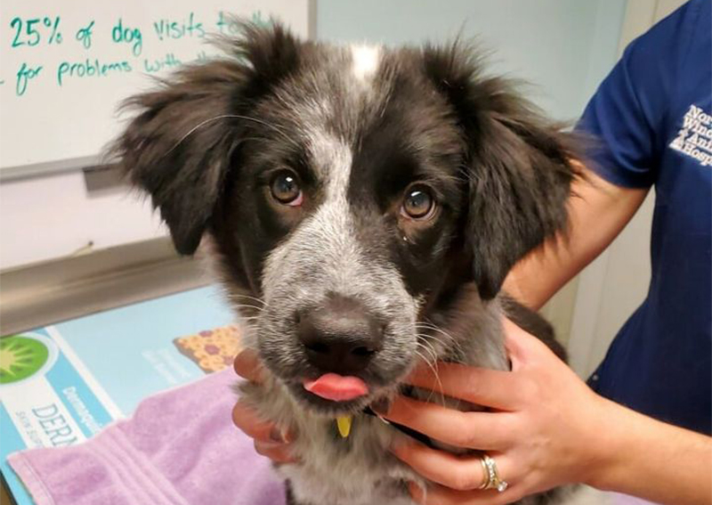 windham animal shelter